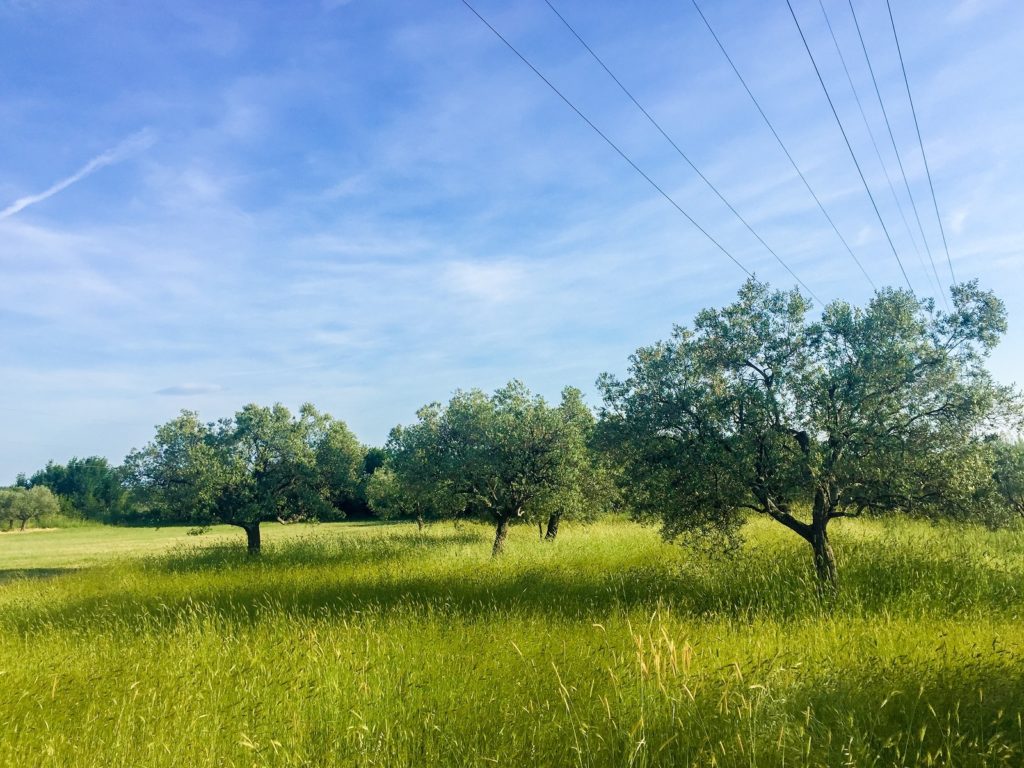 Olive trees in Istria, Croatia
