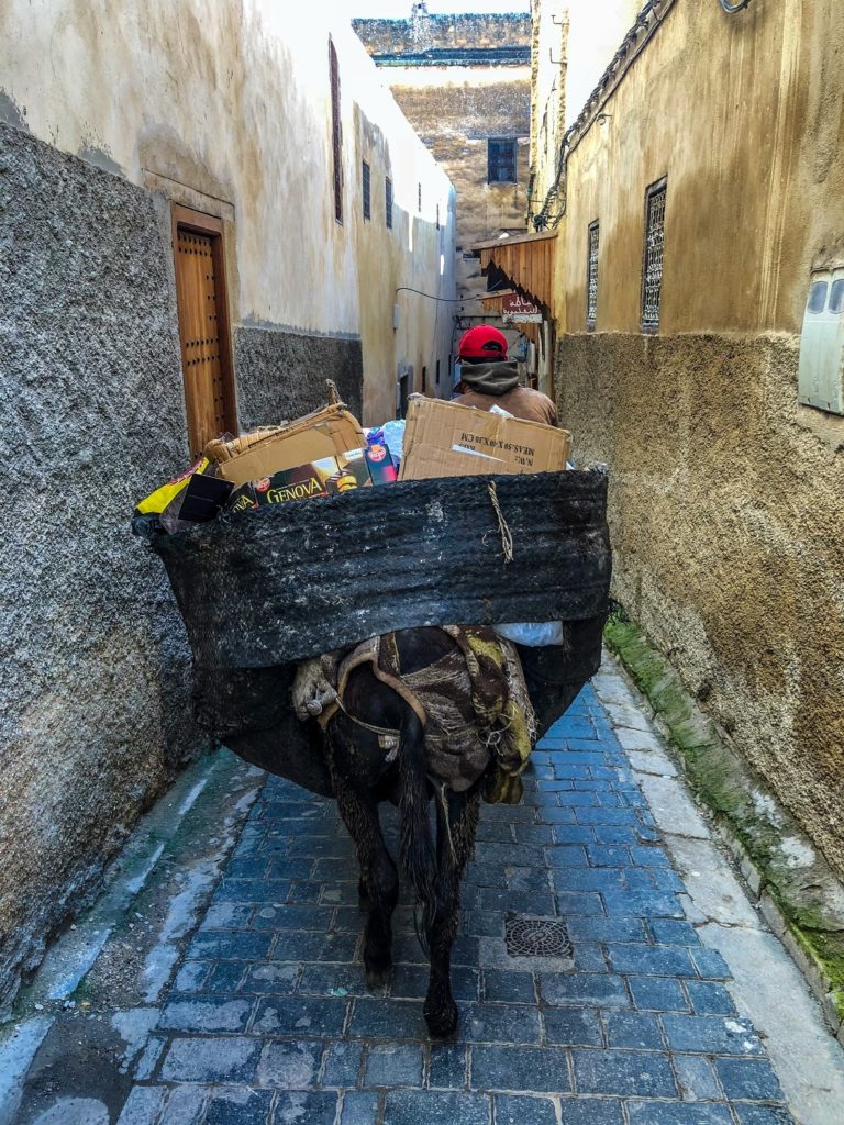 A donkey in an alleyway in Fez, Morocco.