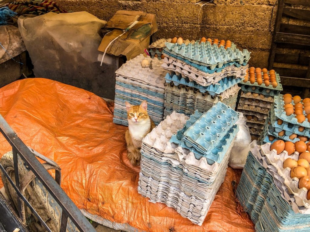 A cat in Fez, Morocco.